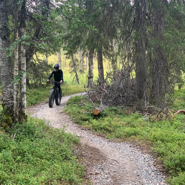 Mountain biker in the forest